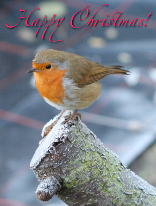 robin on frosty branch