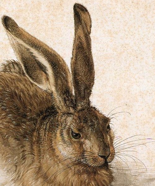 durer_young_hare3