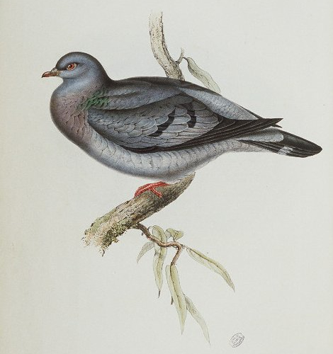 stock_dove