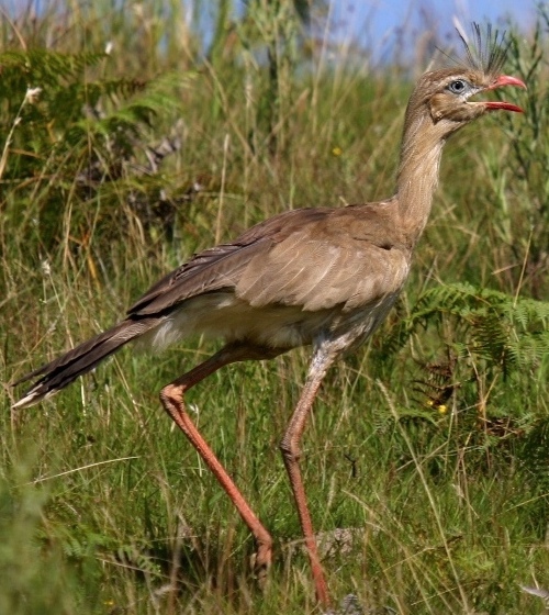 Red-legged Seriema