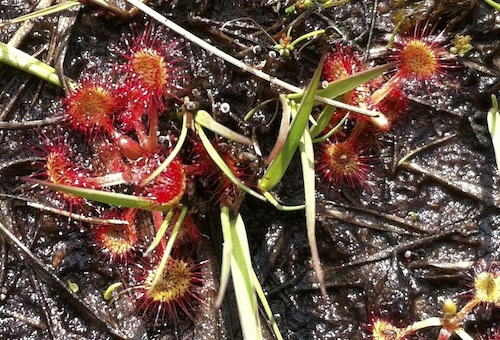 sundew